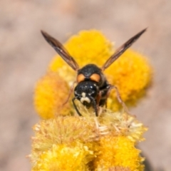 Eumeninae (subfamily) at Chapman, ACT - 16 Nov 2018