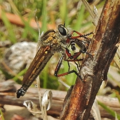 Asiola fasciata (A robber fly) at Tidbinbilla Nature Reserve - 20 Nov 2018 by JohnBundock