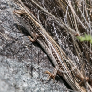 Ctenotus robustus at Chapman, ACT - 16 Nov 2018