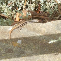 Morethia boulengeri (Boulenger's Skink) at Red Hill Nature Reserve - 20 Nov 2018 by MichaelMulvaney