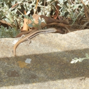 Morethia boulengeri at Red Hill, ACT - 20 Nov 2018