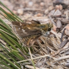 Taractrocera papyria (White-banded Grass-dart) at Chapman, ACT - 16 Nov 2018 by SWishart