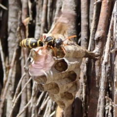 Polistes (Polistes) chinensis (Asian paper wasp) at Fyshwick, ACT - 20 Nov 2018 by RodDeb