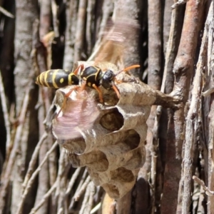 Polistes (Polistes) chinensis at Fyshwick, ACT - 20 Nov 2018 11:20 AM