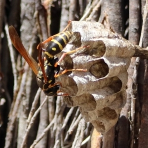 Polistes (Polistes) chinensis at Fyshwick, ACT - 20 Nov 2018 11:20 AM