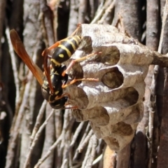 Polistes (Polistes) chinensis at Fyshwick, ACT - 20 Nov 2018