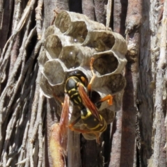 Polistes (Polistes) chinensis at Fyshwick, ACT - 20 Nov 2018 11:20 AM