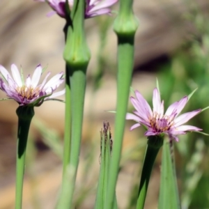 Tragopogon porrifolius subsp. porrifolius at Fyshwick, ACT - 20 Nov 2018