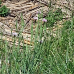 Tragopogon porrifolius subsp. porrifolius at Fyshwick, ACT - 20 Nov 2018