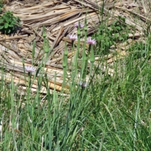 Tragopogon porrifolius subsp. porrifolius at Fyshwick, ACT - 20 Nov 2018