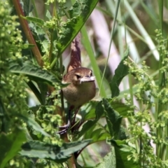 Acrocephalus australis (Australian Reed-Warbler) at Fyshwick, ACT - 20 Nov 2018 by RodDeb