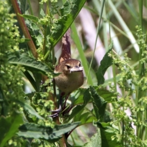 Acrocephalus australis at Fyshwick, ACT - 20 Nov 2018 11:44 AM