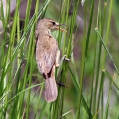 Acrocephalus australis at Fyshwick, ACT - 20 Nov 2018 11:44 AM