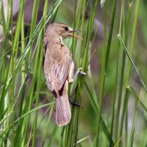 Acrocephalus australis at Fyshwick, ACT - 20 Nov 2018 11:44 AM