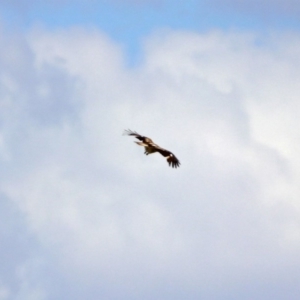 Haliastur sphenurus at Fyshwick, ACT - 20 Nov 2018 12:28 PM