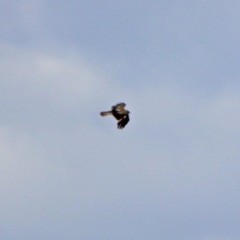 Haliastur sphenurus at Fyshwick, ACT - 20 Nov 2018 12:28 PM