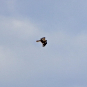 Haliastur sphenurus at Fyshwick, ACT - 20 Nov 2018 12:28 PM