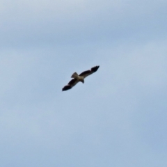 Haliastur sphenurus at Fyshwick, ACT - 20 Nov 2018