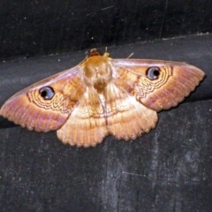 Dasypodia selenophora (Southern old lady moth) at Fyshwick, ACT - 20 Nov 2018 by RodDeb