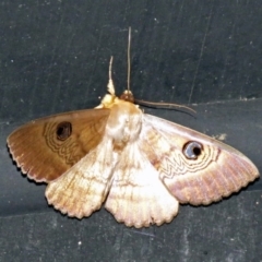 Dasypodia selenophora at Fyshwick, ACT - 20 Nov 2018