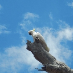 Cacatua galerita (Sulphur-crested Cockatoo) at Red Hill Nature Reserve - 20 Nov 2018 by MichaelMulvaney