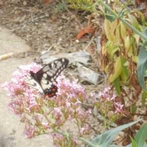 Papilio anactus at Red Hill, ACT - 20 Nov 2018