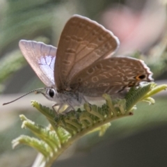 Jalmenus icilius (Amethyst Hairstreak) at Molonglo River Reserve - 18 Nov 2018 by SWishart