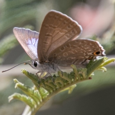 Jalmenus icilius (Amethyst Hairstreak) at Lower Molonglo - 18 Nov 2018 by SWishart