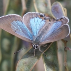 Jalmenus icilius at Molonglo River Reserve - 18 Nov 2018