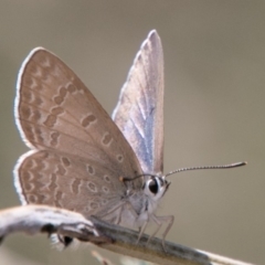 Jalmenus icilius at Molonglo River Reserve - 18 Nov 2018