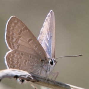 Jalmenus icilius at Molonglo River Reserve - 18 Nov 2018 12:04 PM