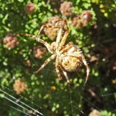 Hortophora sp. (genus) (Garden orb weaver) at Sth Tablelands Ecosystem Park - 14 Nov 2018 by galah681