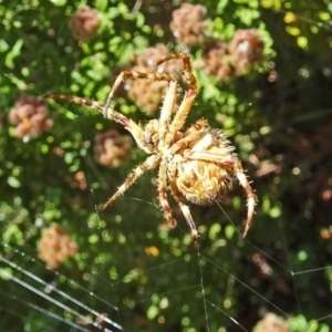 Hortophora sp. (genus) at Molonglo Valley, ACT - 15 Nov 2018