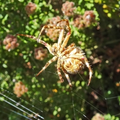 Hortophora sp. (genus) (Garden orb weaver) at Molonglo Valley, ACT - 15 Nov 2018 by galah681