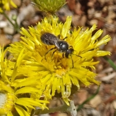 Lasioglossum (Chilalictus) sp. (genus & subgenus) (Halictid bee) at Molonglo Valley, ACT - 15 Nov 2018 by galah681