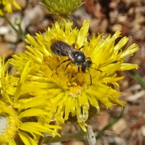 Lasioglossum (Chilalictus) sp. (genus & subgenus) at Molonglo Valley, ACT - 15 Nov 2018