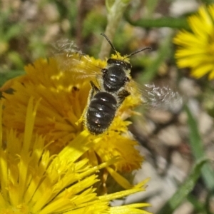 Lasioglossum (Chilalictus) sp. (genus & subgenus) at Molonglo Valley, ACT - 15 Nov 2018