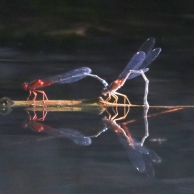 Xanthagrion erythroneurum (Red & Blue Damsel) at Campbell, ACT - 19 Nov 2018 by jbromilow50