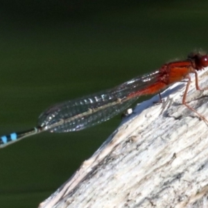 Xanthagrion erythroneurum at Campbell, ACT - 19 Nov 2018 04:58 PM