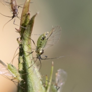 Macrosiphum rosae at Higgins, ACT - 28 Oct 2018