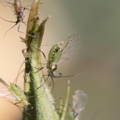 Macrosiphum rosae (Rose aphid) at Higgins, ACT - 28 Oct 2018 by AlisonMilton