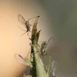 Macrosiphum rosae at Higgins, ACT - 28 Oct 2018