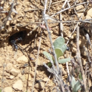 Myrmecia sp., pilosula-group at Dry Plain, NSW - 17 Nov 2018