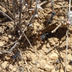 Myrmecia sp., pilosula-group at Dry Plain, NSW - 17 Nov 2018