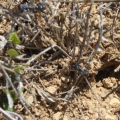 Myrmecia sp., pilosula-group at Dry Plain, NSW - 17 Nov 2018