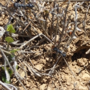 Myrmecia sp., pilosula-group at Dry Plain, NSW - 17 Nov 2018