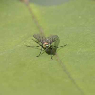 Dolichopodidae (family) (Unidentified Long-legged fly) at Higgins, ACT - 27 Oct 2018 by AlisonMilton