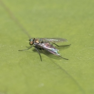 Dolichopodidae (family) at Higgins, ACT - 28 Oct 2018