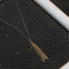 Leptoceridae sp. (family) (Long-horned caddisfly) at Higgins, ACT - 30 Oct 2018 by AlisonMilton