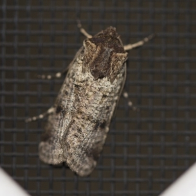 Agrotis porphyricollis (Variable Cutworm) at Higgins, ACT - 30 Oct 2018 by Alison Milton